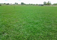 ขายส่ง 100000 เมล็ด เมล็ดหญ้ามาเลเซีย Tropical Carpet grass Savanna Grass หญ้าเห็บ หญ้าไผ่ หญ้าปูสนา