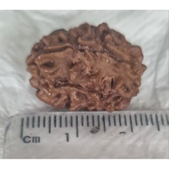 3 Face Rudraksha India Yamunatori