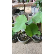 Lotus flower