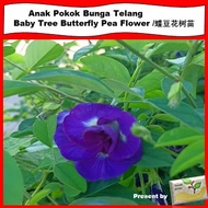 Anak Pokok Bunga Telang/Baby Tree Butterfly Pea Flower/蝶豆花树苗