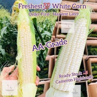 AAA Grade Freshly-picked White Sweet Corn Cameron Highlands Wholesome Juicy Pure Nutritious Natural 