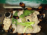 【石在好玩】馬達加斯加蟑螂Gromphadorhina portentosa成體1隻