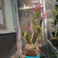Anggrek Dendrobium Indonesia Damai Kritingan/Spatulata Dewasa Berbunga