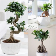 🌱 Ficus microcarpa bonsai🌱 榕树盆栽🌱outdoor plant 🌱🌱Indoor plant 🌱READY STOCK🚚🚚
