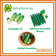Cucumber (Japanese Cucumber / F1 Cucumber / Potted) - *Seeds from SG*