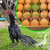 ayam bangkok super pakhoy ekor lidi greenbull telur fertil