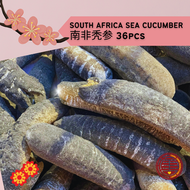 [100G] 南非秃参 | 金沙参 | 海参 (36P) South Africa Sand Fish | Sea Cucumber