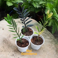 ZZ Plant (Zamioculcas Zamiifolia) - Multi-Color Indoor Plants, Drought-Tolerant & Beginner-Friendly