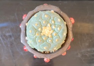 塊根植物｜多肉植物｜銀冠玉