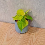 黃金心葉蔓綠絨 莫蘭迪色系直紋陶盆 室內植物 觀葉植物 禮物