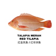[Klang Valley Only] Red Tilapia / Talapia Merah 1 PC/Ekor 500g - 600g +/- Per PC/Ekor