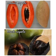 Restock Pokok Buah Mamey Sapote Manggana Magana Ciku Brazil Giant Black Sapote Chocholate white sapo
