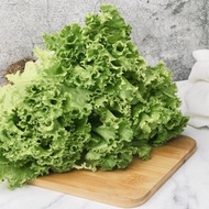 【丹雲水耕生菜】綠皺葉150g、生菜、沙拉、萵苣、水耕蔬菜