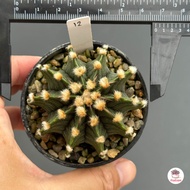ยิมโน LB 2178 Gymnocalycium แคคตัส กระบองเพชร cactus&amp;succulent -