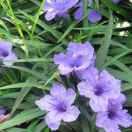 Pokok bunga ruellia purple (pokok renek)
