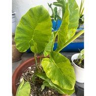 Alocasia Pokok Keladi Telinga Gajah aurea