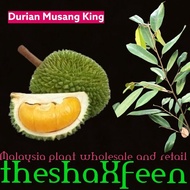 Pokok durian musang king theshaxfeen