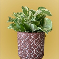 photos n’joy marble prince money plant indoor plants