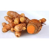 New fresh Temulawak 1 kg fresh