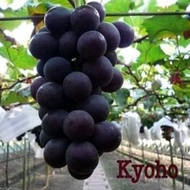 Pokok Anggur Kyoho ~Buah Hitam Seedless