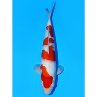 Kohaku Izumiya Koi Farm 45Cm Ikan Koi Import Jepang Mayestikproject