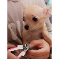 Nail Clipper Cat Nail Clipper