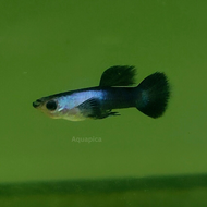 Mini Blue Panda Guppy - for aquarium & pond