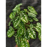 Caladium Humboldtii : Striking Foliage for Tropical Delights