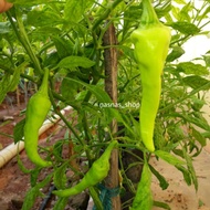 Benih Cili Lada Solok / Cili Solok / Chilli Seeds / Chili Seed 22pcs Biji