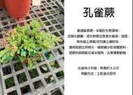 心栽花坊-孔雀蕨/孔雀鐵線蕨/3吋/蕨類/觀葉植物/綠化植物/售價150特價120