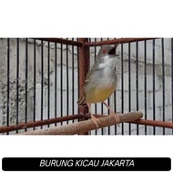 CIBLEK SEMI JANTAN RAWATAN GACORAN ( MASTERAN )