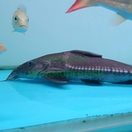 oxydoras niger