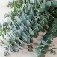 Baby Blue Eucalyptus Seed (6 seeds)