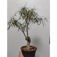 1010 OFFER-超美小柳叶麒麟块根植物Euphorbia Hedyotoides