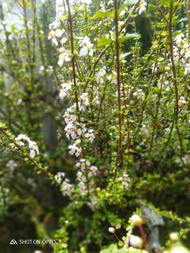 Bibit mirten duri bahan bonsai 30-50cm