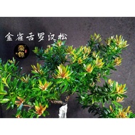 金雀舌罗汉松(原生苗)Gold Macrophyllus Podocarpus
