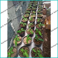 PROMO Anthurium warocqueanum / Anturium warok waroc / Anturium lidah