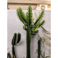 Euphorbia Lactea / Dragon Bones Cactus Cutting