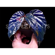 【HIDINGNATURE】 Begonia kapuashuluensis （RARE）terrarium plant