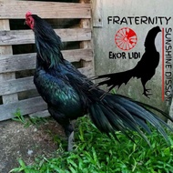 telur ayam bangkok 2 butir fertil ekor lidi black super aduan