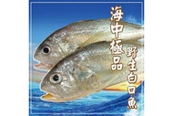 白口魚(春子) 300g±10%