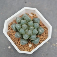 【荳荳多肉】【黑肌玉露】喬遷│送禮│升遷│多肉植物