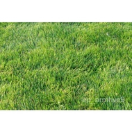 Seeds Zoysia Zenith Grass Seeds-1/8 Lbs-Fresh, No Genetically Modified Lavender