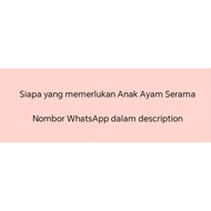 Telur Ayam Serama Berbenih Untuk Menetas ( 5 Biji ) [ Baka Rinting Murai ]