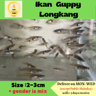 Ikan Guppy Longkang 15 fishes per pack