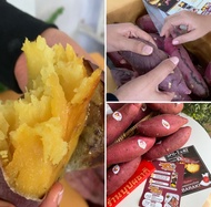 มันหวานญี่ปุ่นแท้🍠 ยกลัง 5kg📦 sweet potato beni haruka ไซส์M15-20หัว