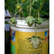 Terlaris Bibit Tanaman Buah Strawberry Putih-Bibit Strawberry