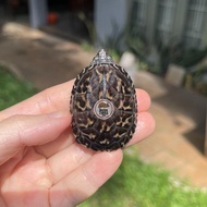 Mexican Giant Musk normal scute MGM