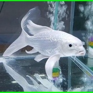 ikan koi platinum slayer/kumpay slayer import grade A Higgs qualty