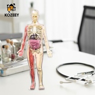 KOZEEY 3D Human Body Model Creative Removable Parts DIY Skeleton Toy for Children